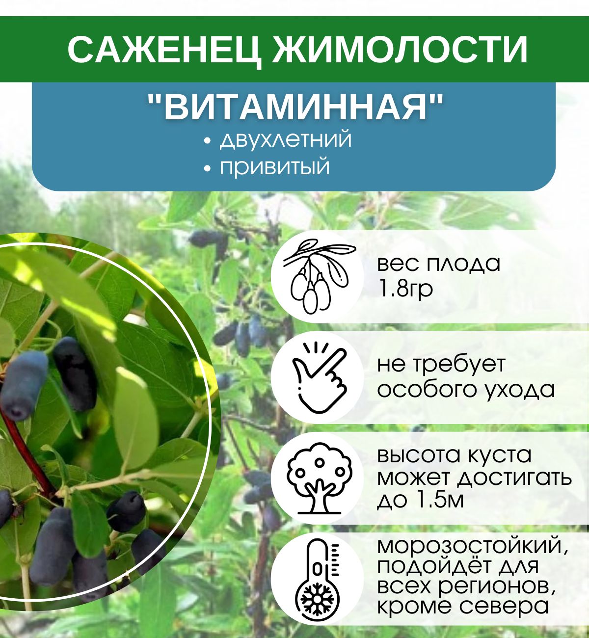 Жимолость полезные свойства фото и описание. Состав жимолости ягод. Жимолость полезные свойства фото и описание. Жимолость состав. Жимолость витаминный состав.