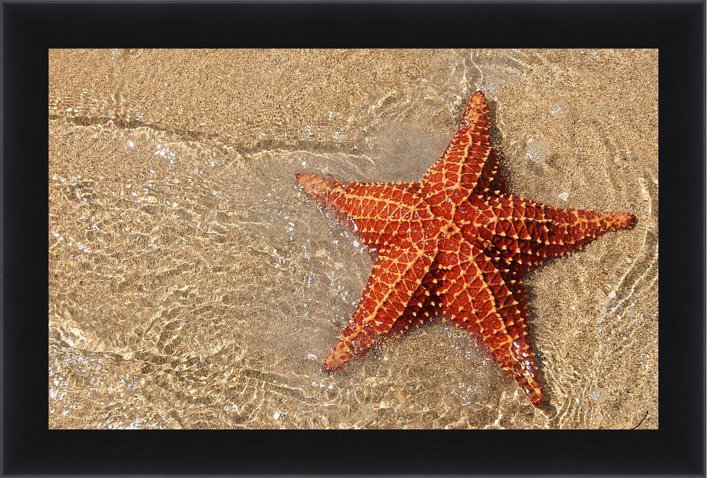 Морская звезда лежит. Морская звезда. Морская звезда красивая. Морская звезда Живая. Морская звезда для детей.
