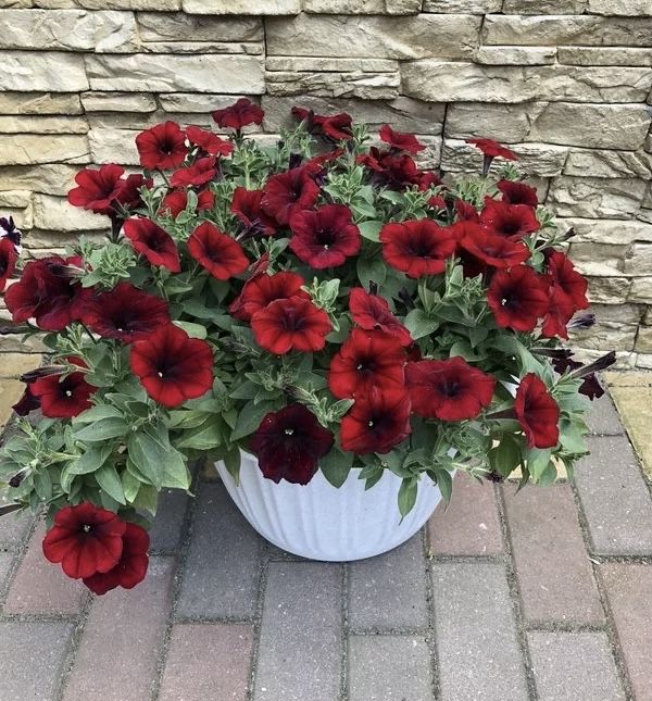 Тайдал ред велюр партнер. Петуния ампельная тайдал вейв ред велюр. Петуния тайдал ред велюр. Петуния ампельная тайдал ред велюр. Петуния вейв ред велюр.