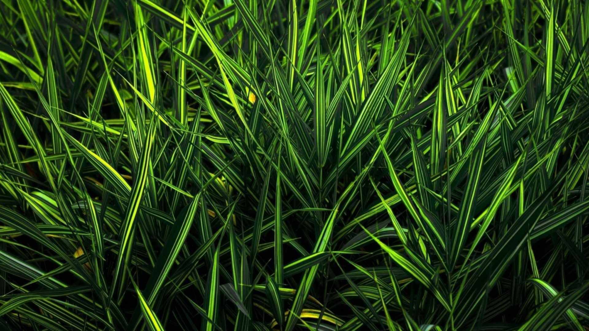 Трава фон. Grass blade texture. Ростки пшеницы. Темная трава. Абстракция природа.