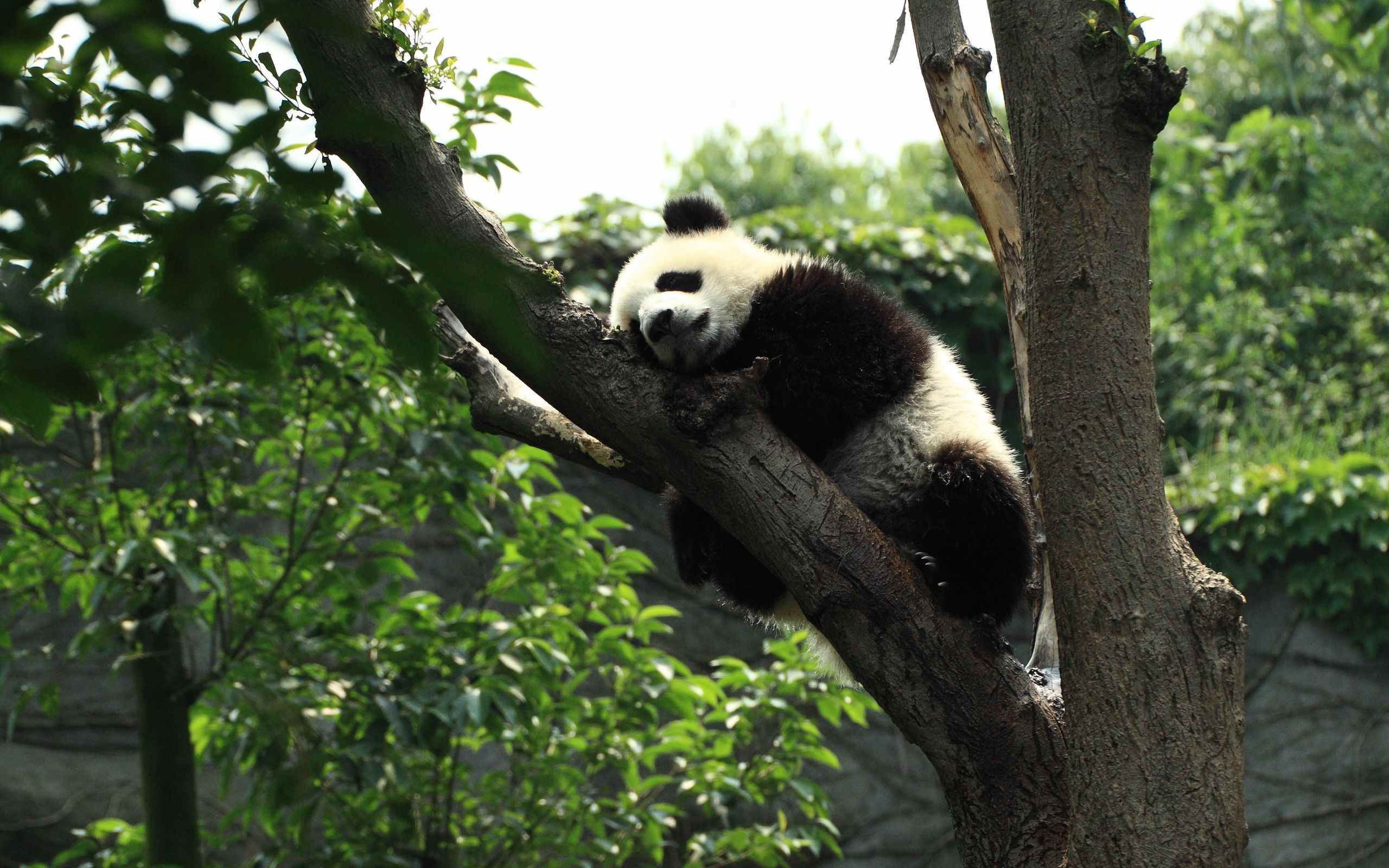 Панда на узбекском языке. Панды на дереве. Большая Панда. Смешная Панда.