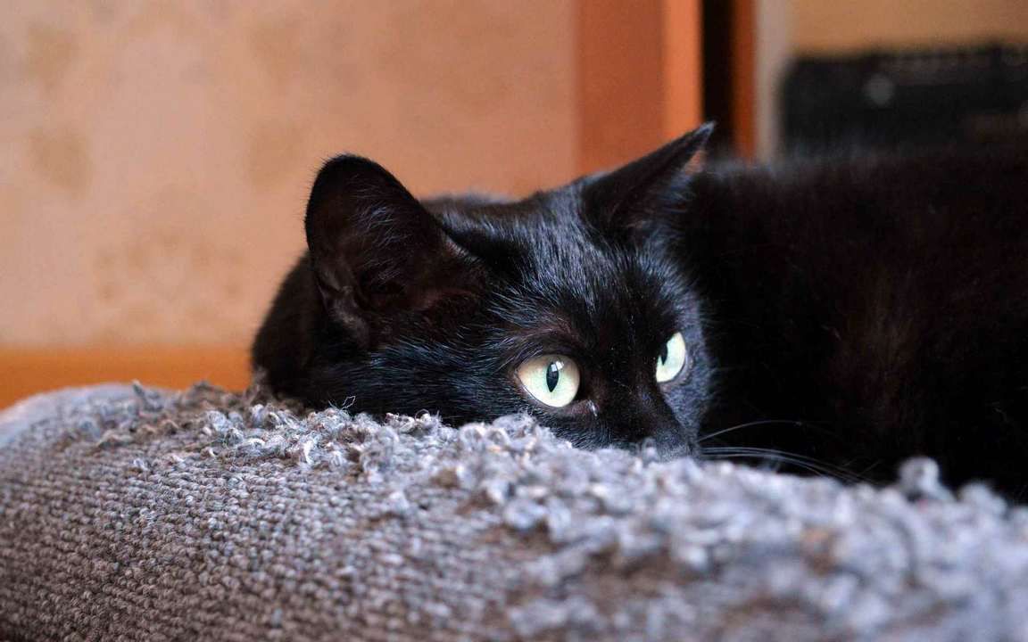 Черная кошка фото
