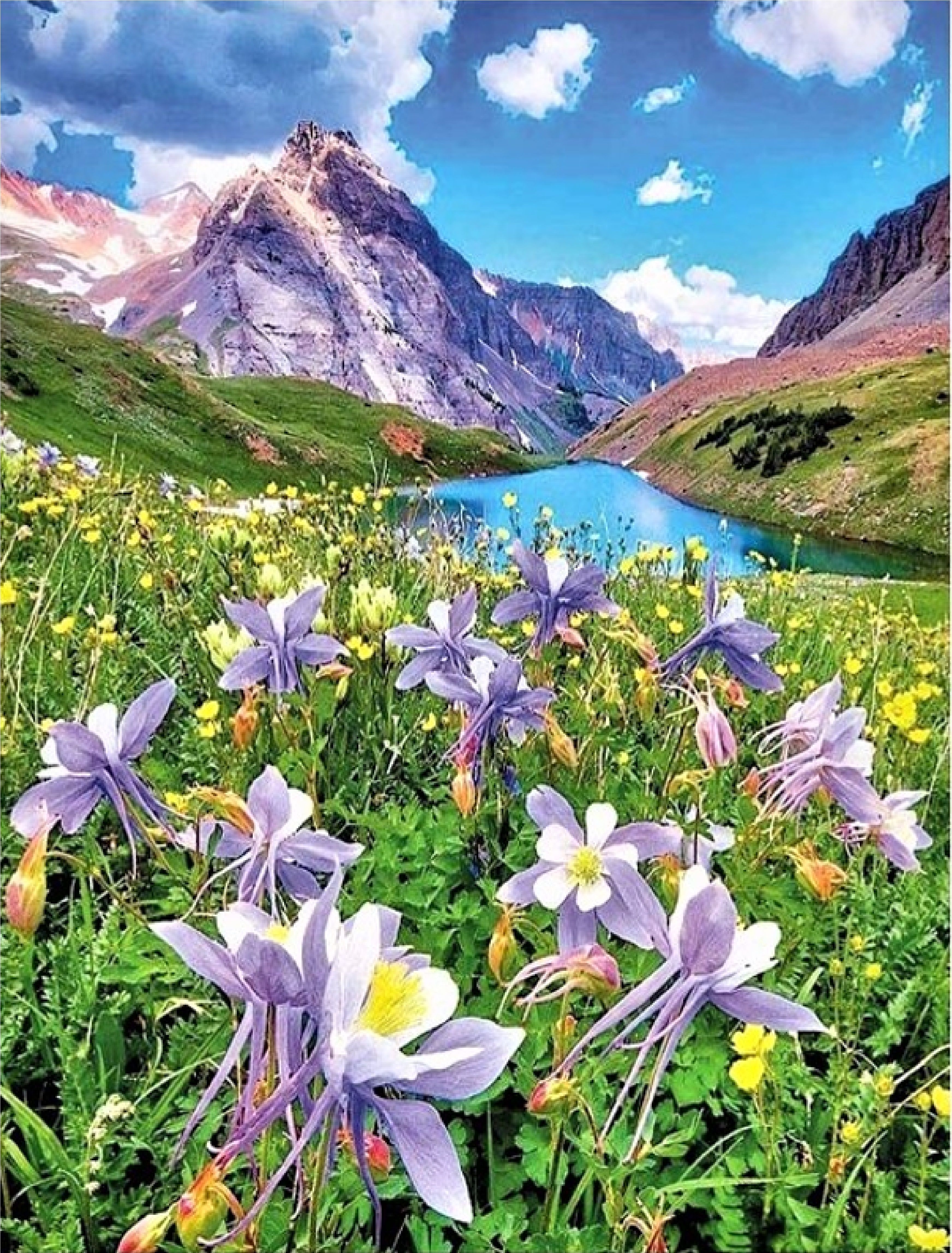 цветы на фоне гор