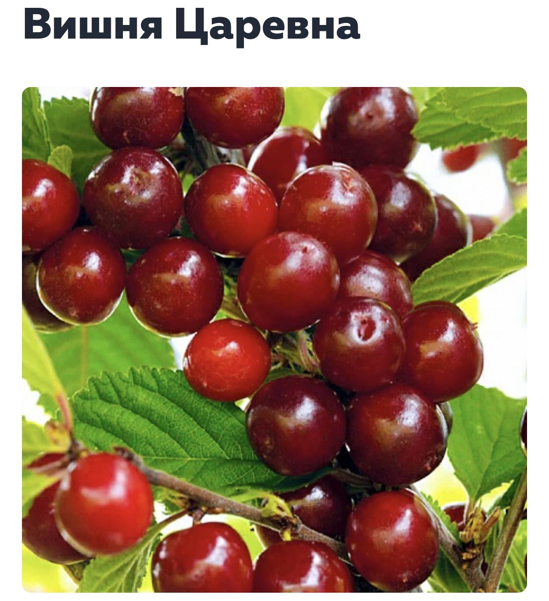 Вишня войлочная томентоза. Войлочная вишня сорт царевна. Войлочная вишня сорт царевна. Вишня войлочная алиса. Вишня войлочная сорт царевна.