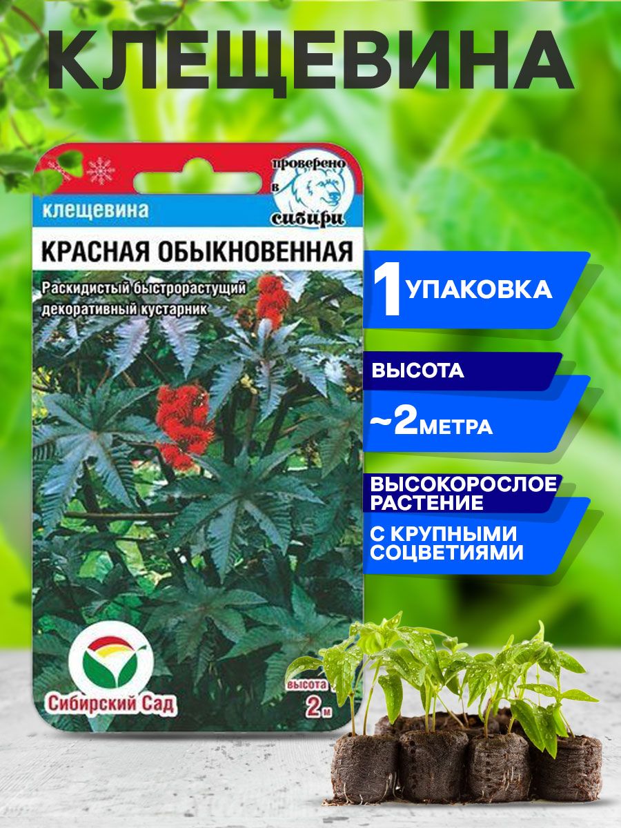 Клещевины Сибирский сад СибСад клещевина - купить по выгодным ценам в  интернет-магазине OZON (508996426)