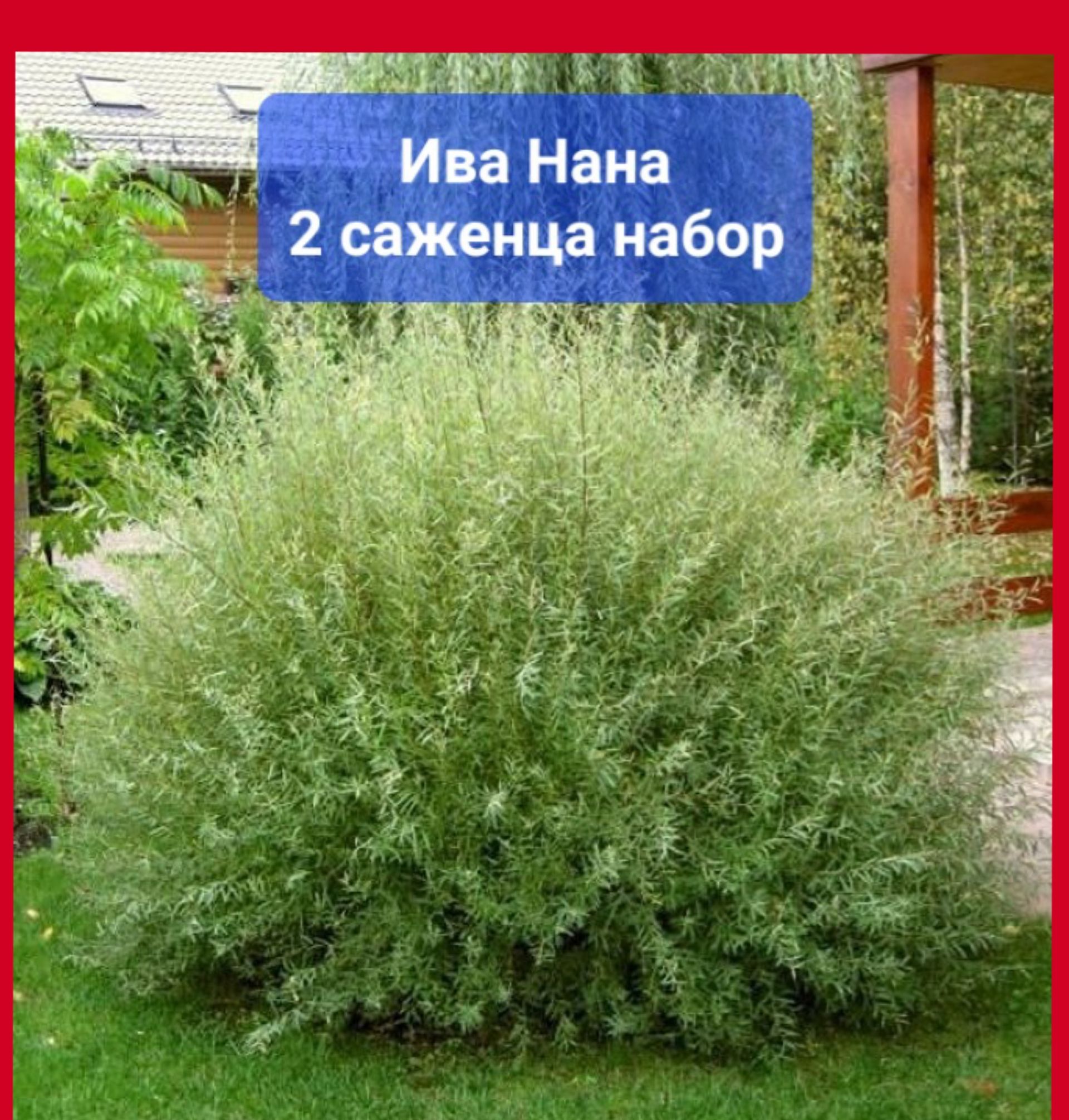 Ива нана - CormanStroy.ru