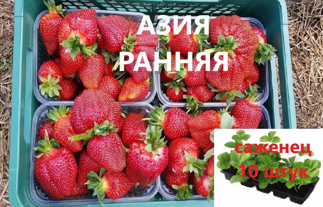 Семена Клубники Азия Купить Интернет Магазин