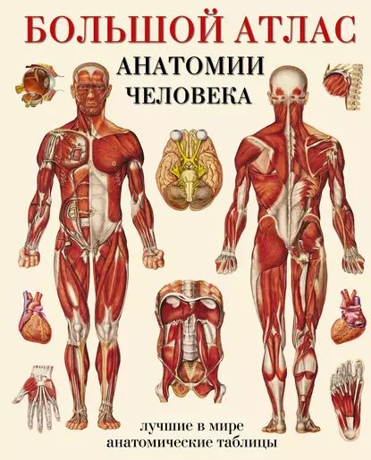 Большойатласанатомиичеловека.Лучшиевмиреанатомическиетаблицы|Электроннаякнига