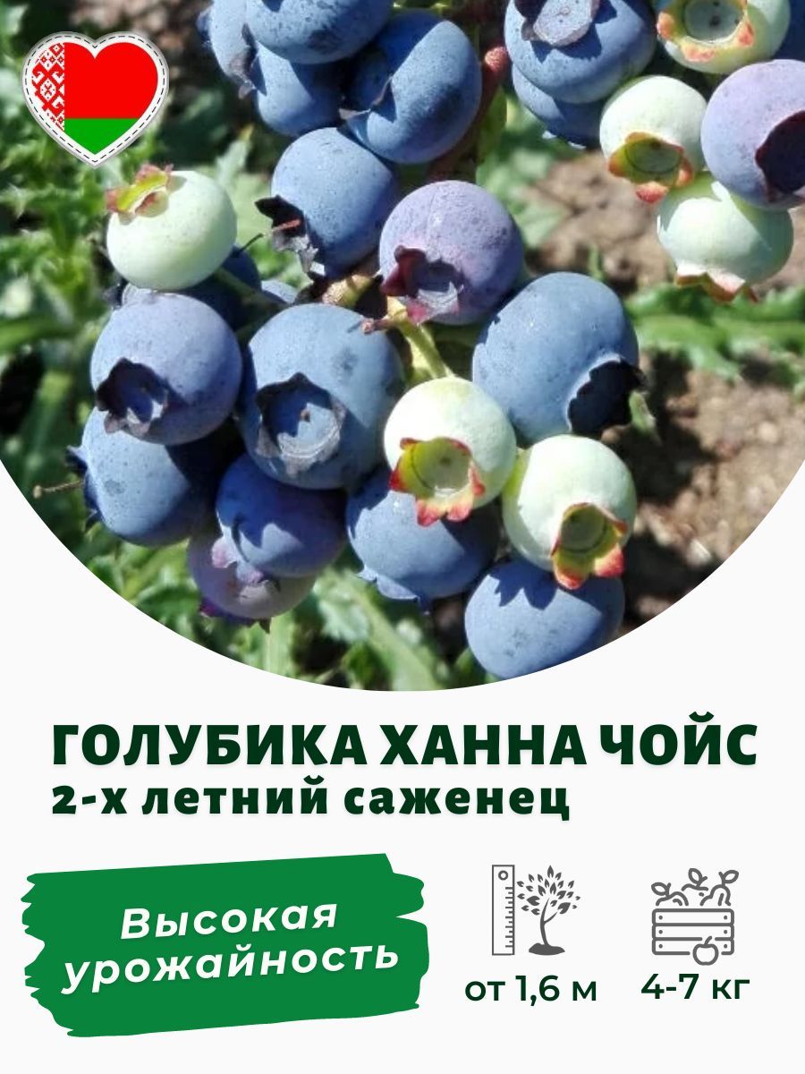 Голубика 3 х летняя. Какой морозостойкий сорт,голубики?. Голубика Пинк лимонад Деленка. Количество саженцев голубики на 1 га. Голубика Пинк лимонад осенью