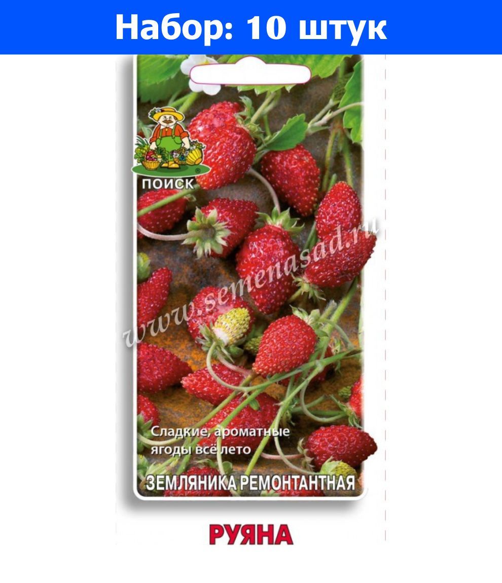 Земляника сорт руяна. Земляника руяна описание сорта отзывы садоводов. Земляника ремонтантная руяна. Земляника ремонтантная безусая. Земляника сорт руяна.
