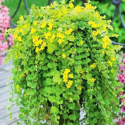 Вербейник Монетчатый купить на OZON по низкой цене