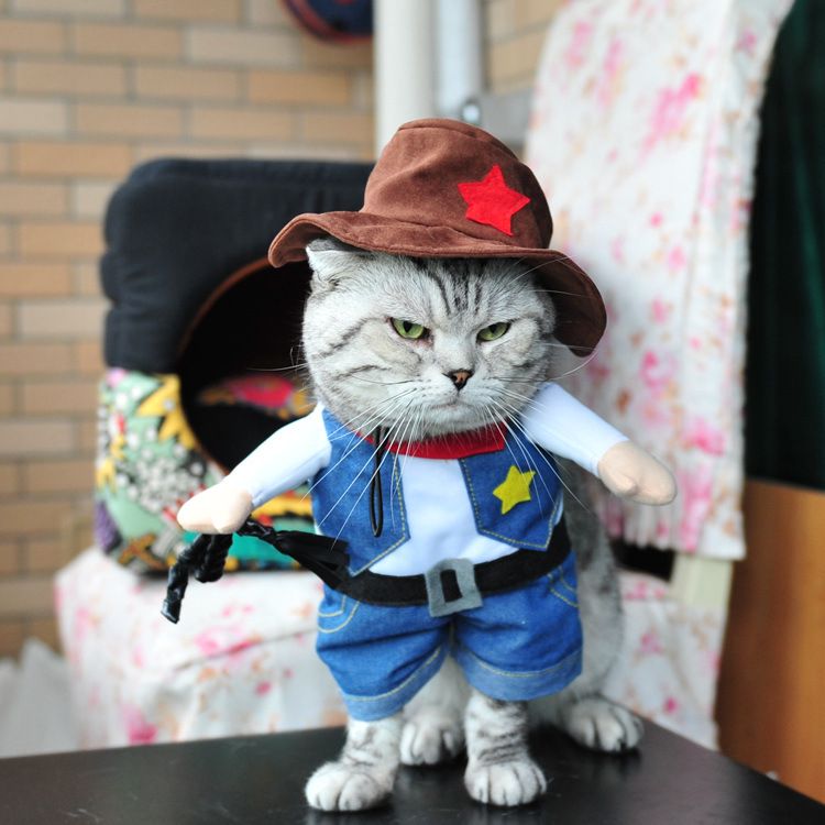 Кошечка с одеждой. Кот в костюме. Костюм кошки. Костюмы для котов. Кот в одежде.