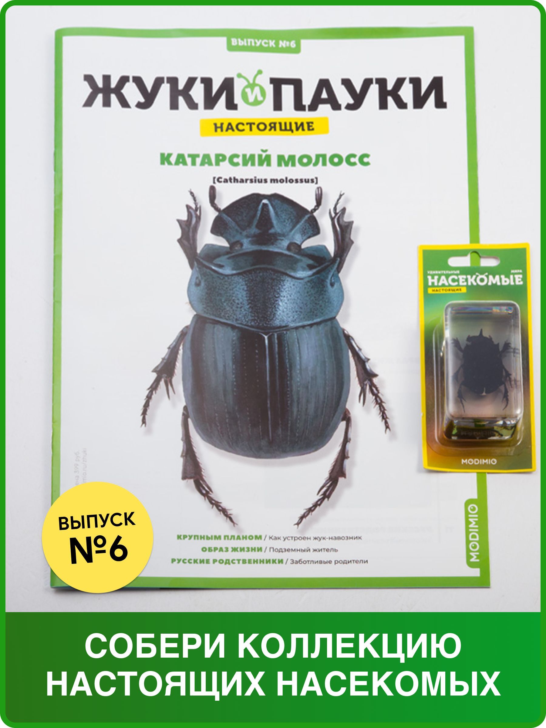Жуки и пауки, Выпуск №6, Катарсий молосс - купить с доставкой по выгодным  ценам в интернет-магазине OZON (286106441)