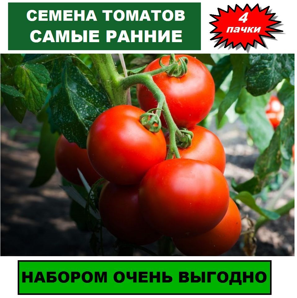 Помидоры Безрассадные Сорта Отзывы И Фото