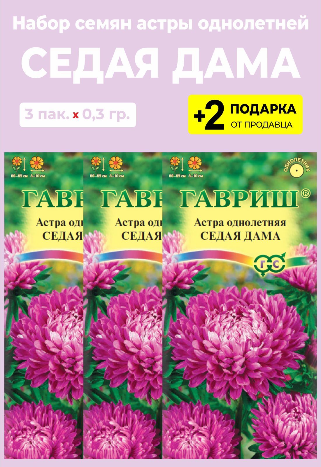 Астра Седая Дама