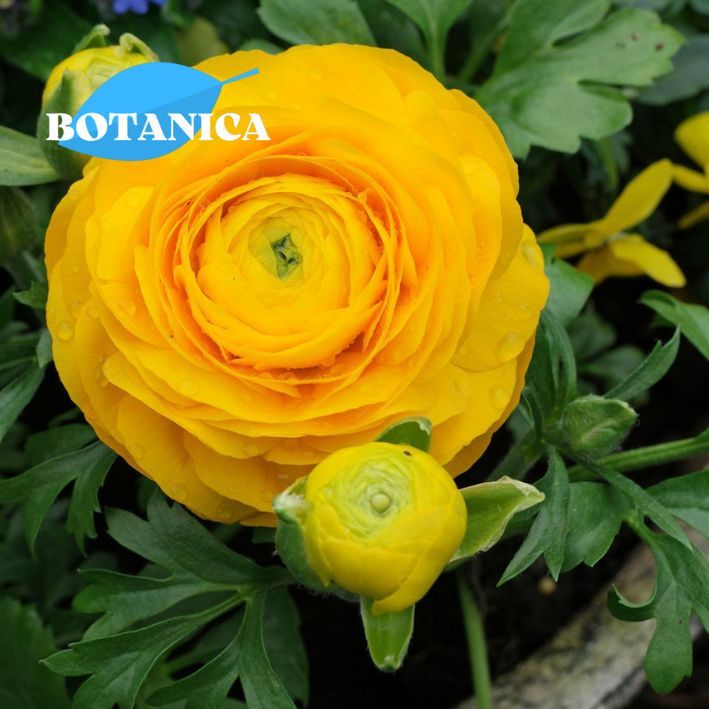 Ранункулюса. Ранункулюс однолетнее. Лютик махровый. Ранункулюс (лютик) азиатский ред. Ранункулюс в огороде.