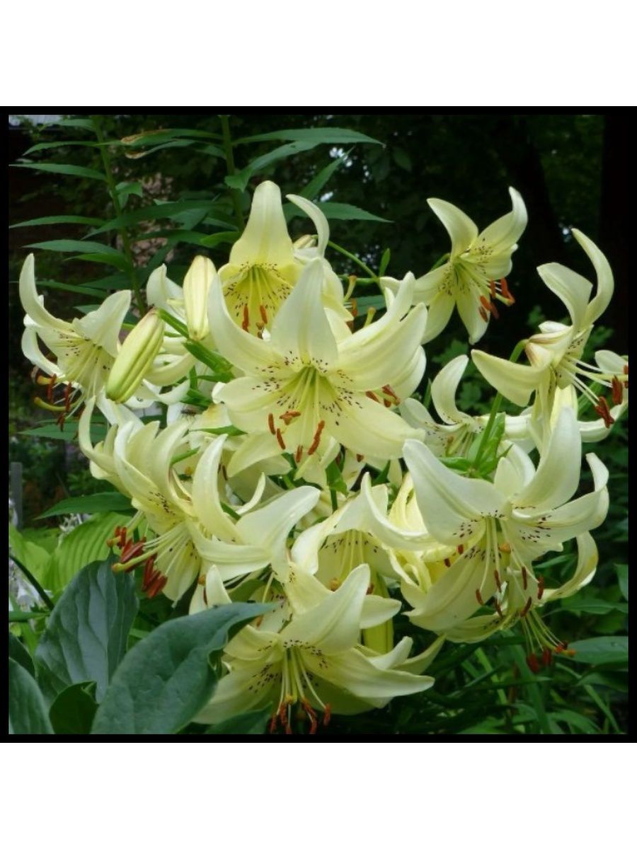 Лилия Свит Саррендер – роскошное растение с уникальным обликом