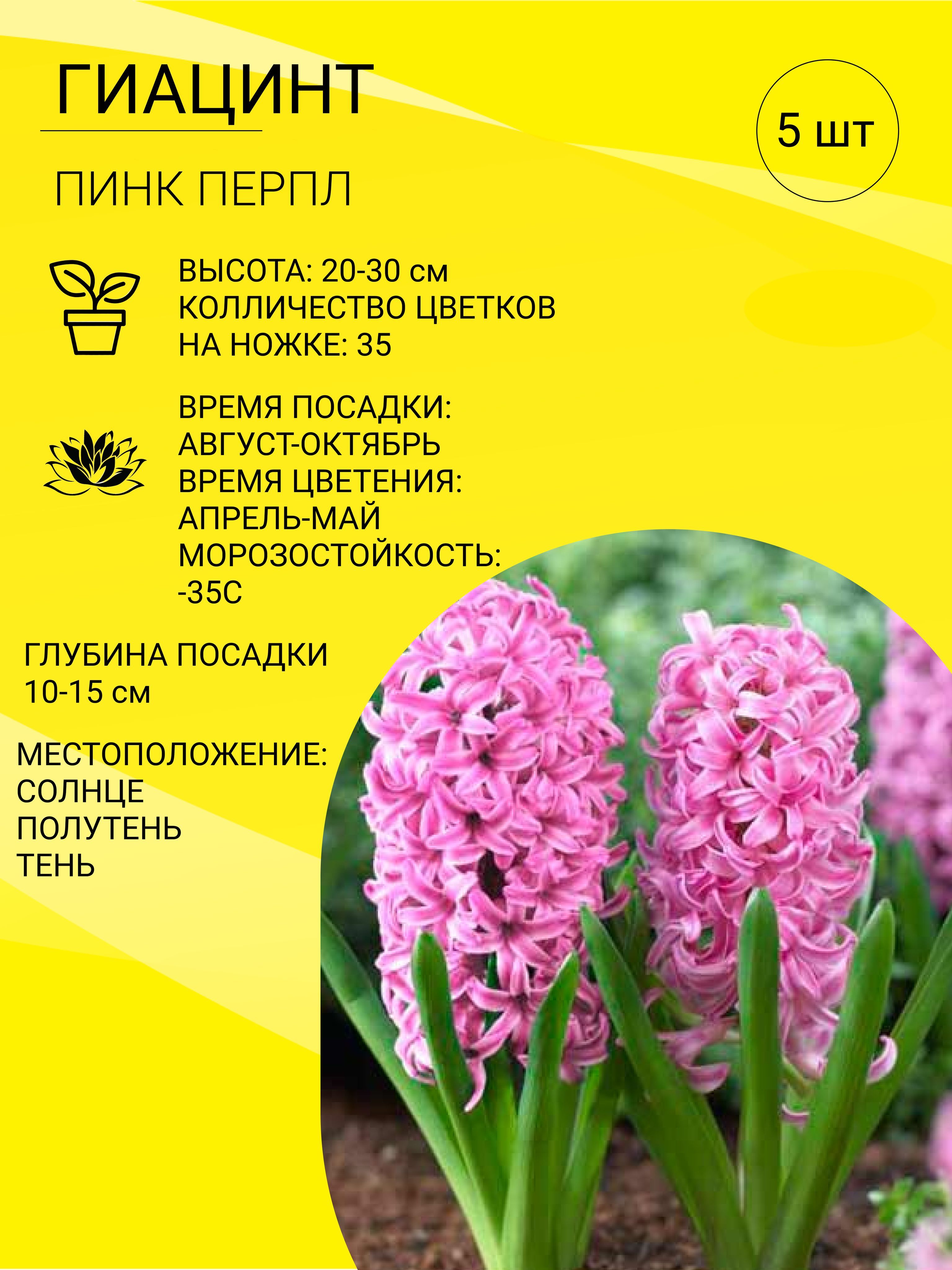 Луковичное цветущее многолетнее растение <b>гиацинт</b> (Hyacinthus) является пред...