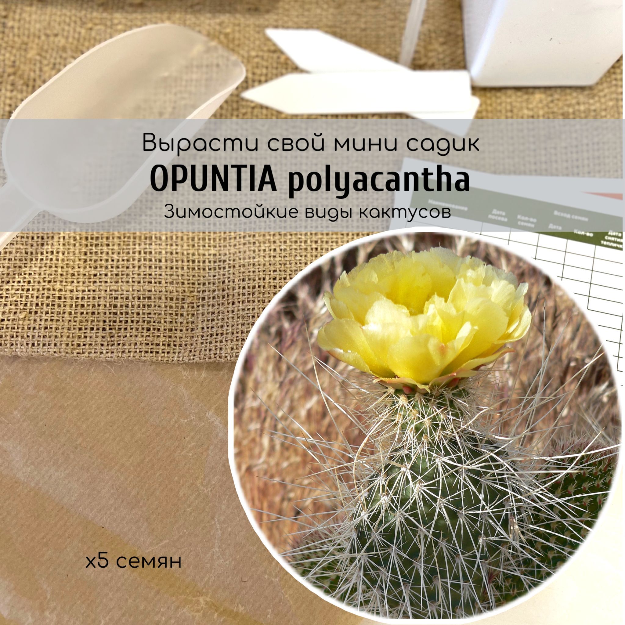 Кактус Opuntia - купить по выгодным ценам в интернет-магазине OZON  (1174450289)