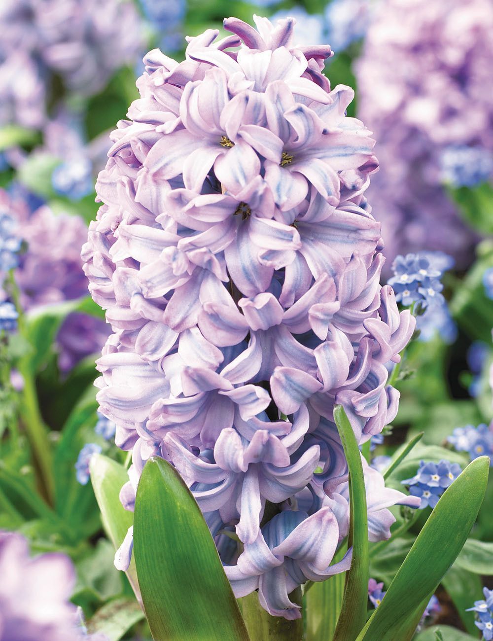 Purple hyacinth. Гиацинт Пурпл Стар. Гиацинт Purple Star. Гиацинт садовый пёпл Стар. Гиацинт Пурпл Стар, шт.