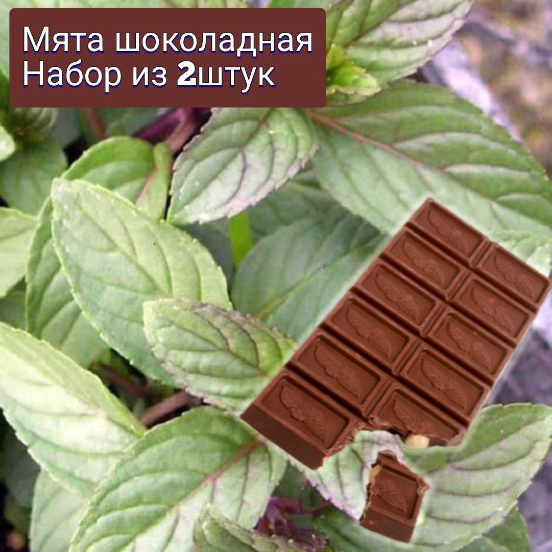Купить Семена Мяты Шоколадной В Интернет Магазине