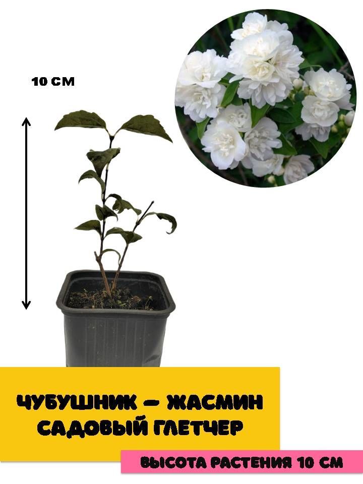 Саженцы Жасмина Купить В Москве С Доставкой