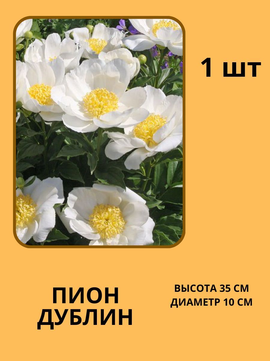 Корневища Пионов Купить В Интернет Магазине
