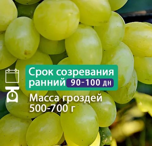 Кинельский Виноград Купить Саженцы В Самаре