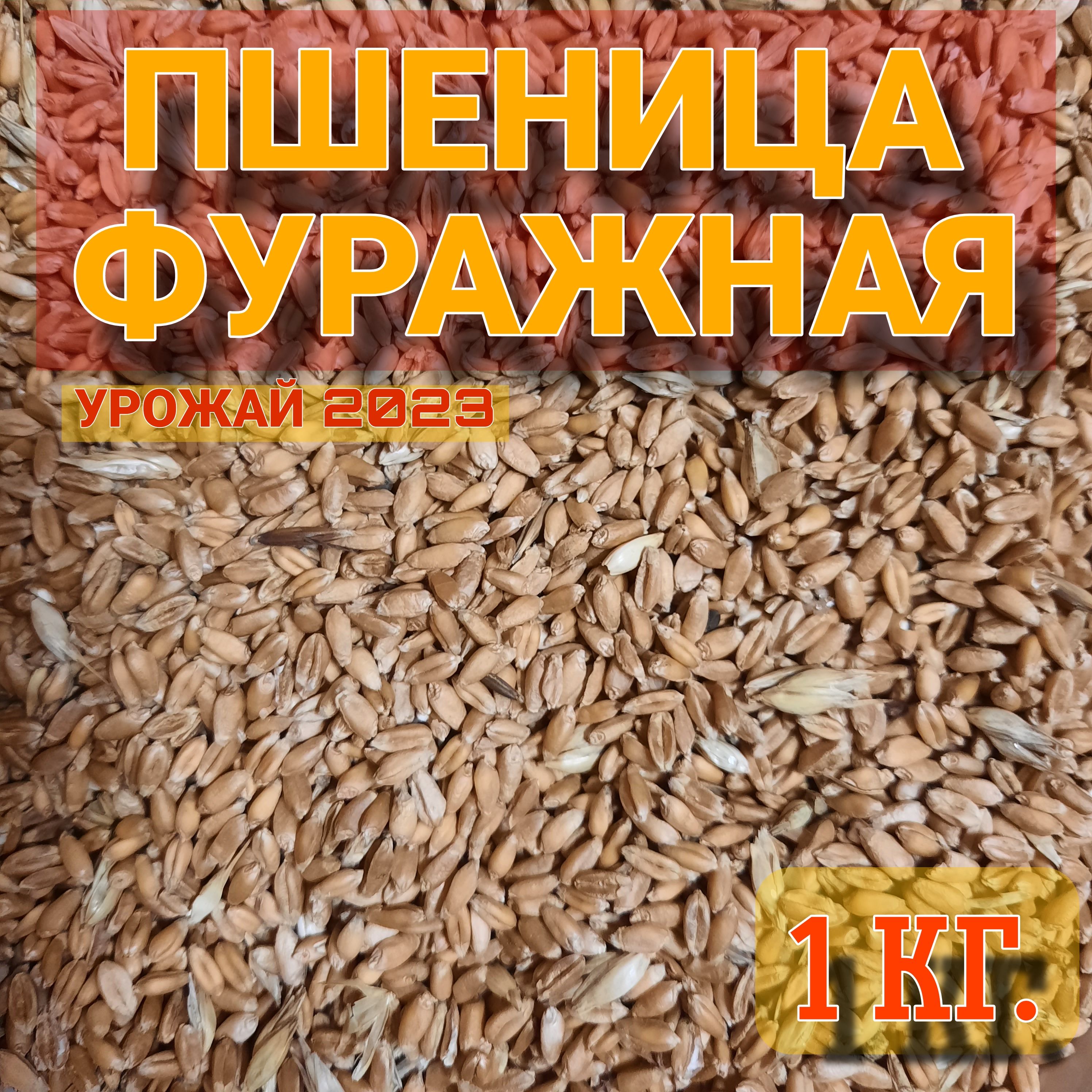 Пшеница фуражная для корма и проращивания. - купить с доставкой по выгодным  ценам в интернет-магазине OZON (1332802890)