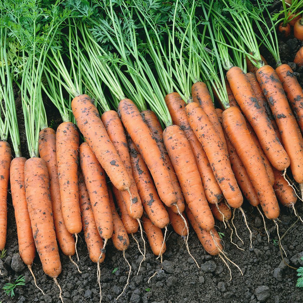 Морковь гибриды. Морковь Ниагара. Морковь Наполи f1. Морковь f1 маэстро. Морковь сорта для хранения.