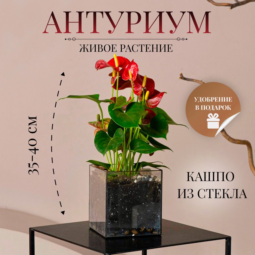 Антуриум красный, цветущее растение в стеклянном кашпо "Кубик"