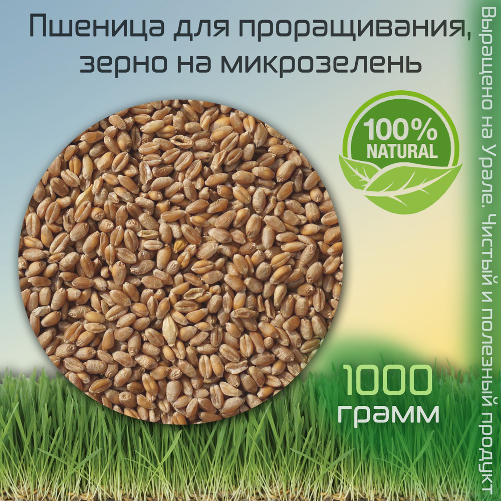 Пшеница для проращивания, зерно на микрозелень, ростки пшеницы для еды, 1000гр  #1