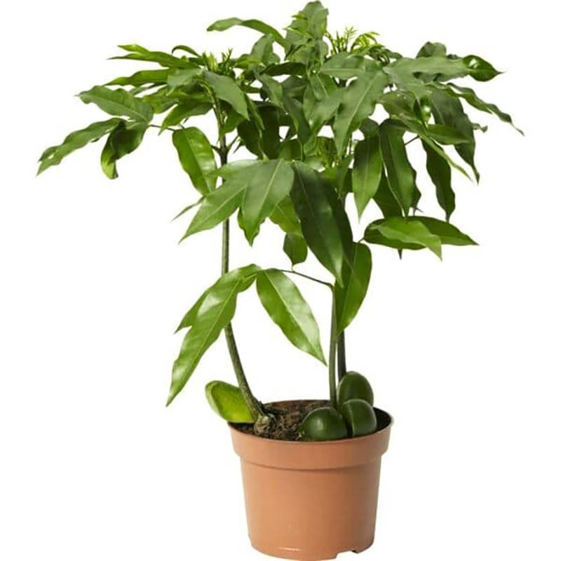 Купить Комнатные Растения В Интернет Магазине