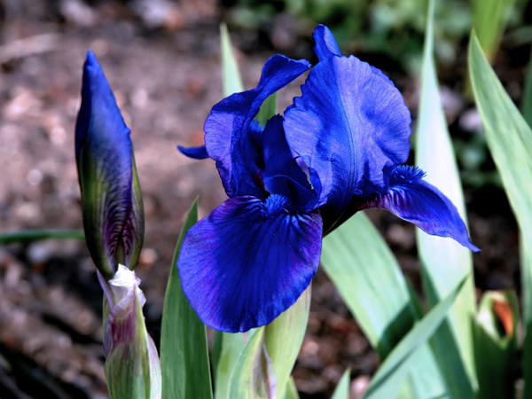 Луковицы Ирисы купить по выгодной цене в интернет-магазине OZON (496625499)