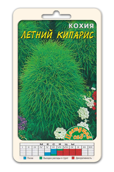 Кохия Цветущий сад ЦСПС декоративные ЛИСТЬЯ - купить по выгодным ценам ...