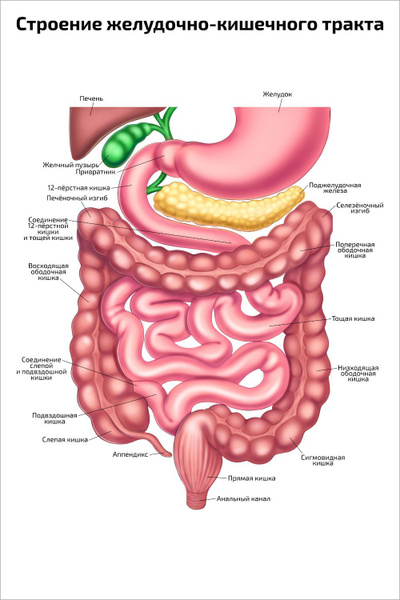 Плакат обучающий А2 ламинир. Строение желудочно-кишечного тракта и пищеварительн