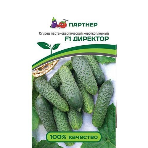 Огурец директор отзывы фото