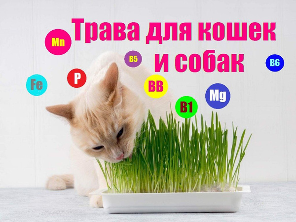 Трава для Кошек, Собак и грызунов витамины и минералы семена 20г ...