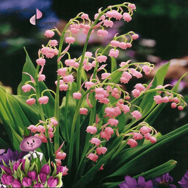 Канвалария ландыш MAJALIS ROSEA (3 корня) - купить с доставкой по ...