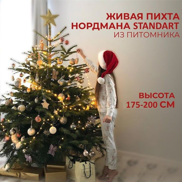 Ель новогодняя живая. Пихта Нордмана СТАНДАРТ из питомника. Высота 175 ...