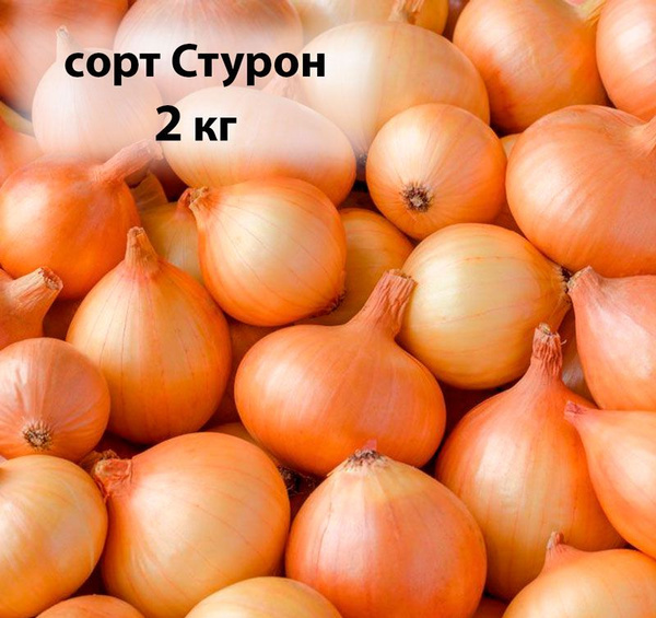 Лук-севок сорт Стурон (2 кг), урожай 2024 (Италия) купить на OZON по ...