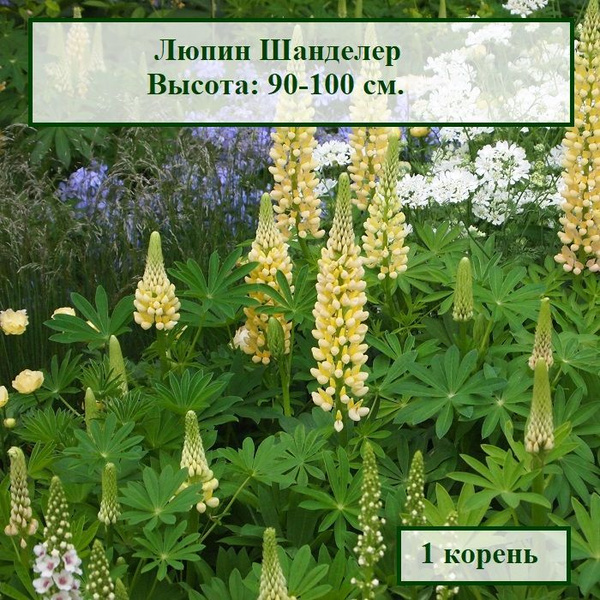 Луковицы Люпины многолетние COLORLINE купить по выгодной цене в ...