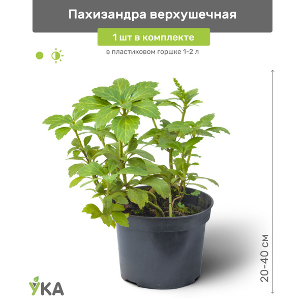 Пахизандра верхушечная 20-40 см в пластиковом горшке 1-3 л, саженец ...