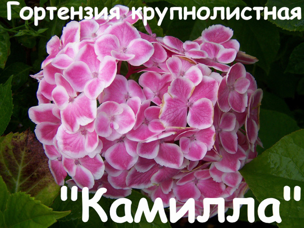 "Камилла" гортензия крупнолистная - купить с доставкой по выгодным ...