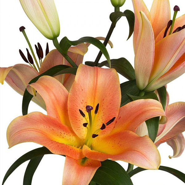 Zelmira ® (O.T.) - Lily - Van den Bos Flowerbulbs