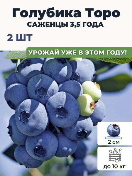 Саджанці купити Київ Голубика "Toro" / контейнер C3 L - Розплідник рослин КРОНА 