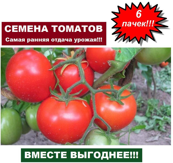 Томаты Уральский дачник Сибирский скороспелый, Барнаульский консервный ...