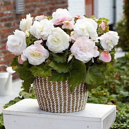 Non-stop (tuberous) begonias. Showy flowers, Begonia, Flower seeds