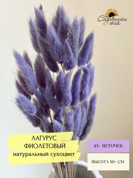 Сухоцветы Лагурус, 45 см, 150 гр, 50 шт купить по выгодной цене в ...