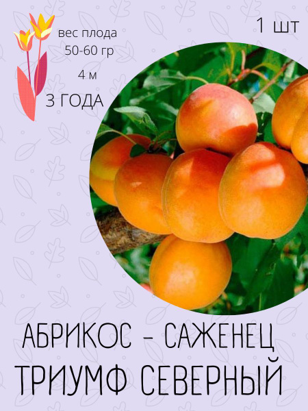 Клубни купить по выгодной цене в интернет-магазине OZON (1191379309)